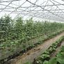 Hortonova Trellis: 67" x 328' thumbnail number null